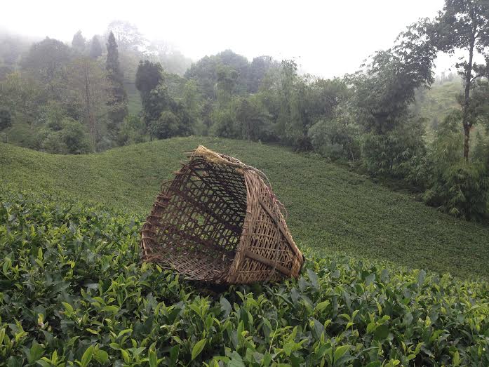 Tealaya 'A real organic tea production area'